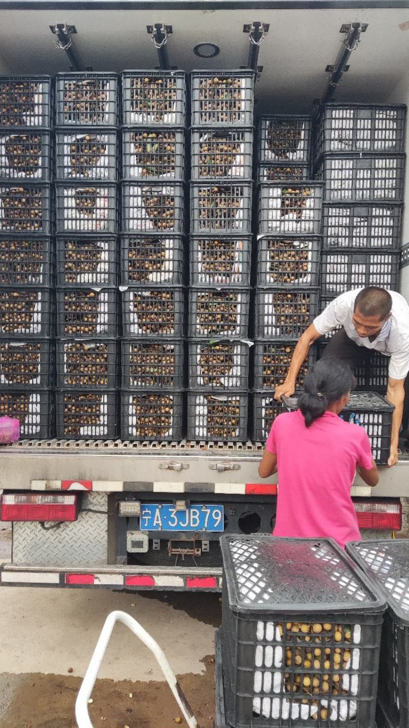 广东储良石硖龙眼产地代办货源充足对接接电商市场工厂