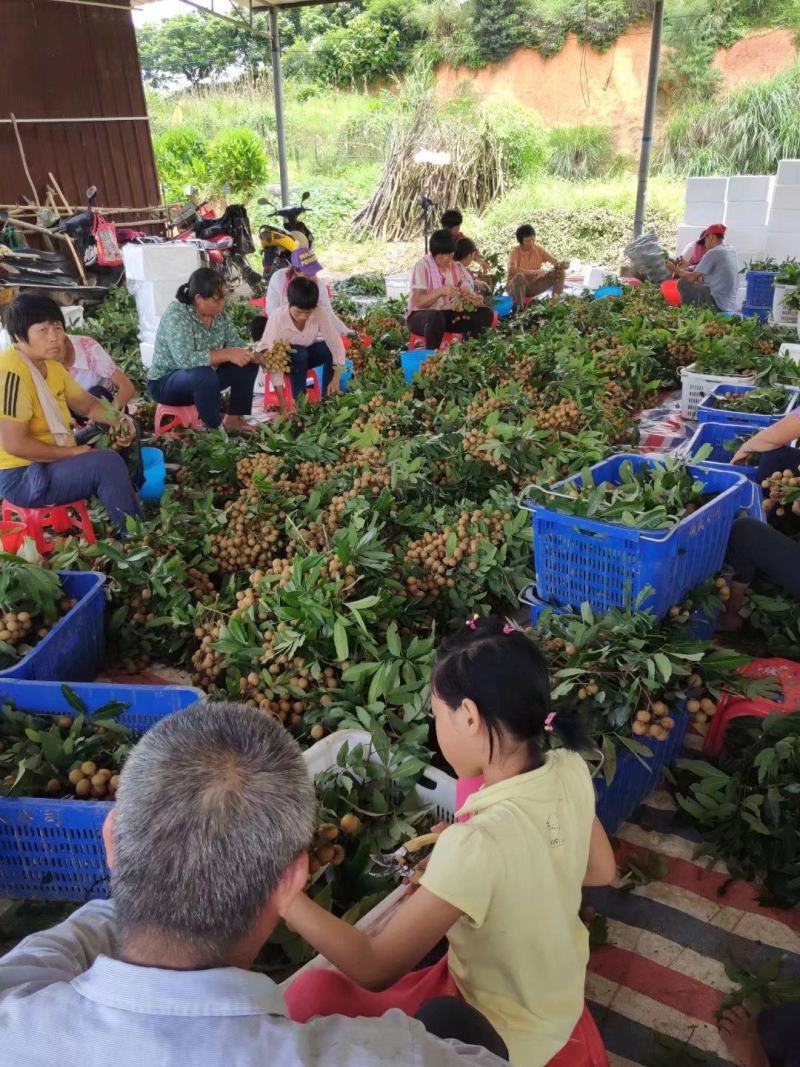 广东储良石硖龙眼产地代办货源充足对接接电商市场工厂