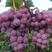 套袋巨峰葡萄，串好，颗粒大，口感超甜，8月20号左右上市