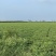 国家建设高标准农田。水浇地，寻求经济作物订单种植合同。