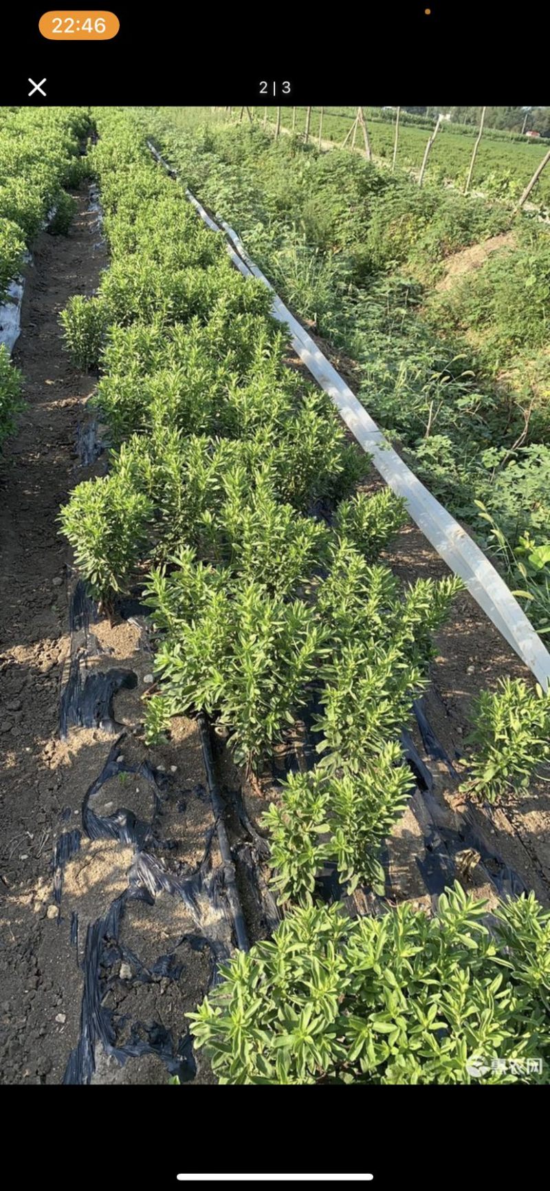 国家建设高标准农田。水浇地，寻求经济作物订单种植合同。