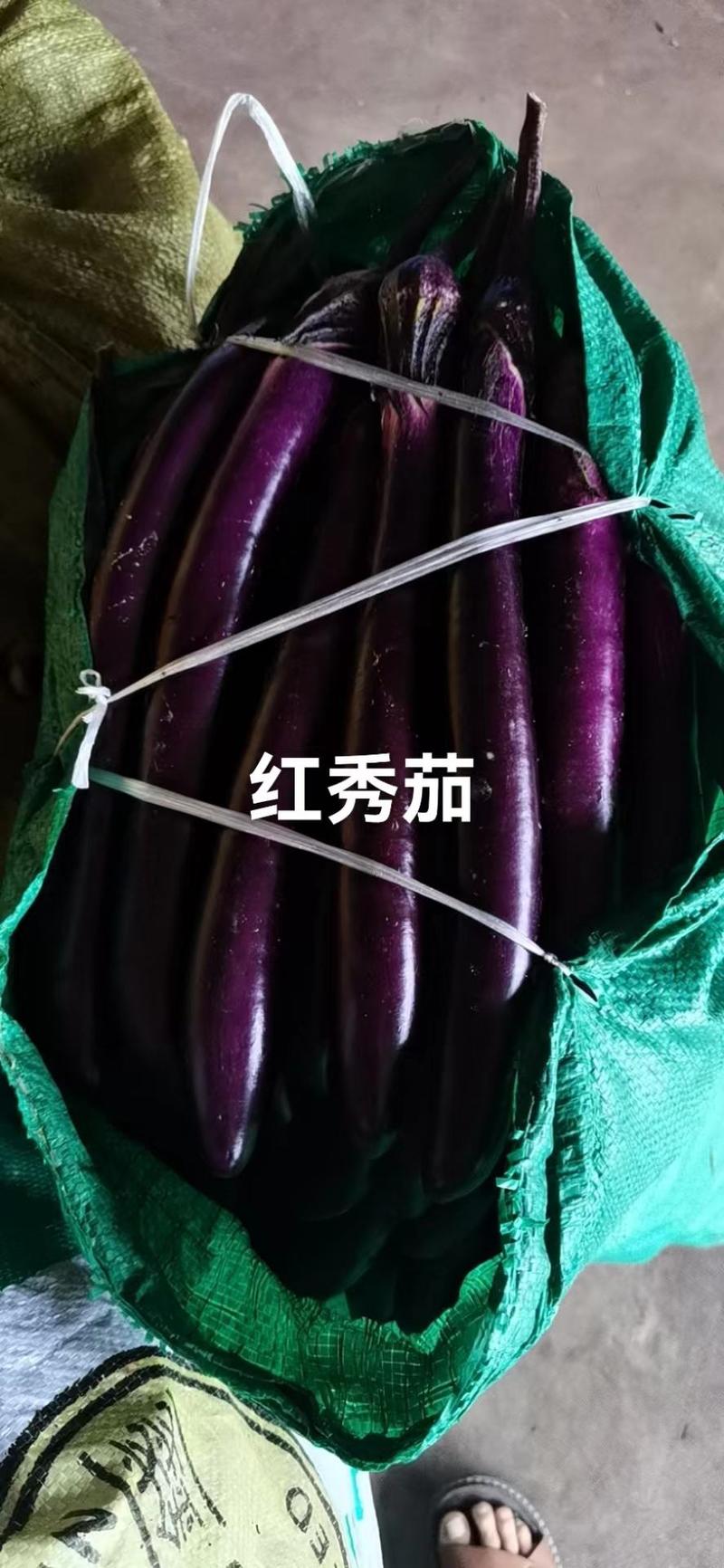 福建漳州红秀茄大量有货基地直销对接各大商超
