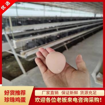 珍珠鸡种蛋广东养殖场直供可孵化受精率有保证