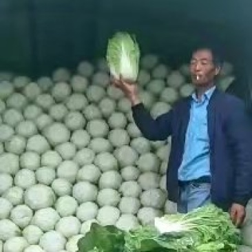 【黄心白菜】蔚县草沟堡乡产地发货量大从优，全国发货