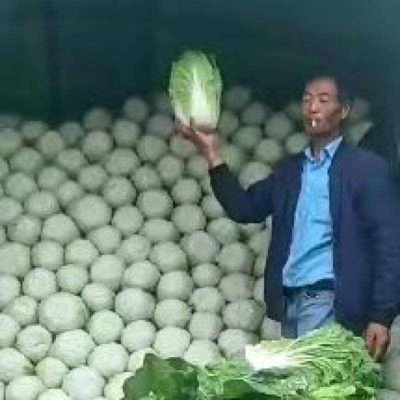 【黄心白菜】蔚县草沟堡乡产地发货量大从优，全国发货