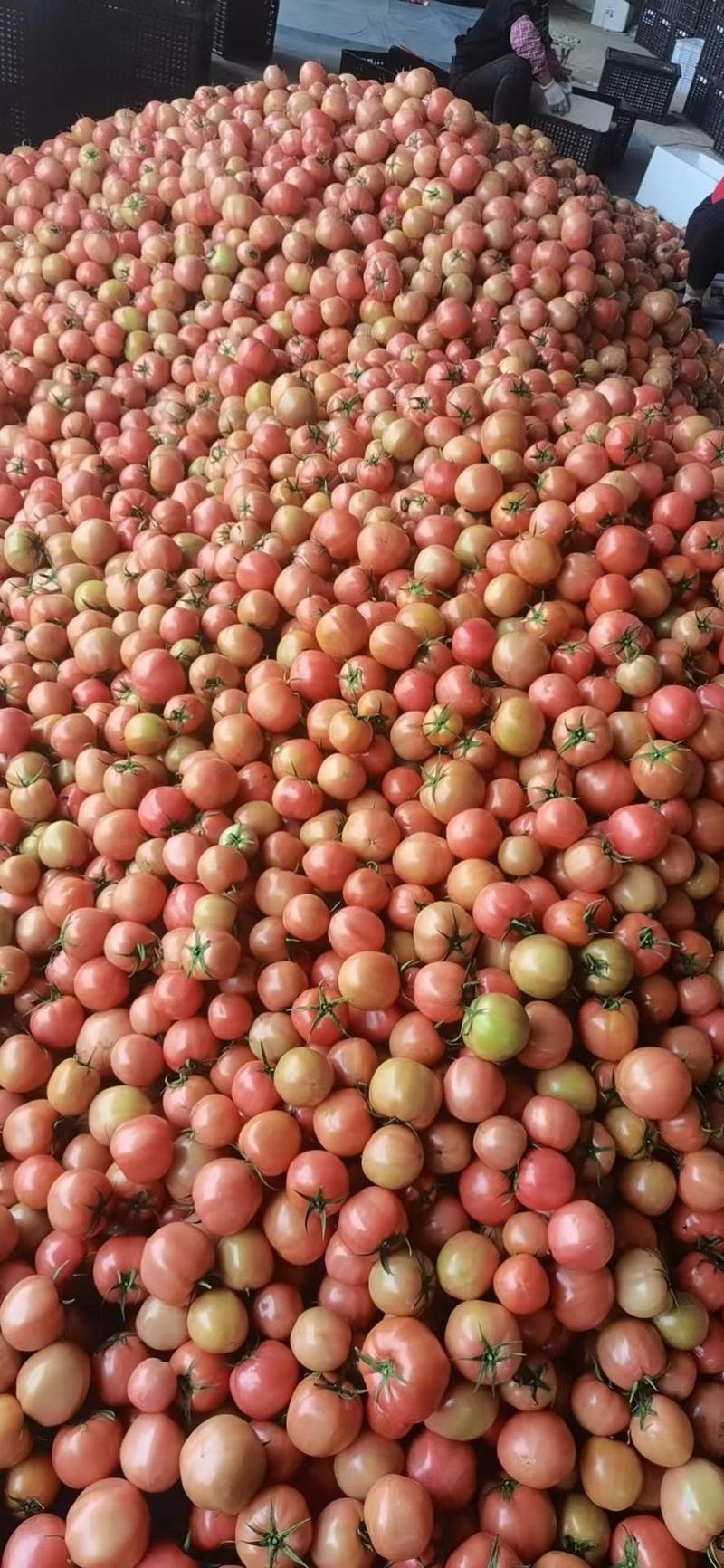 福建漳州粉西红柿基地直销量大从优欢迎随时咨询走货