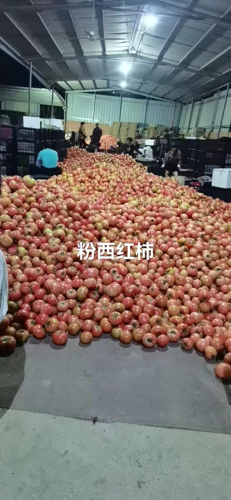 福建漳州粉西红柿基地直销量大从优欢迎随时咨询走货
