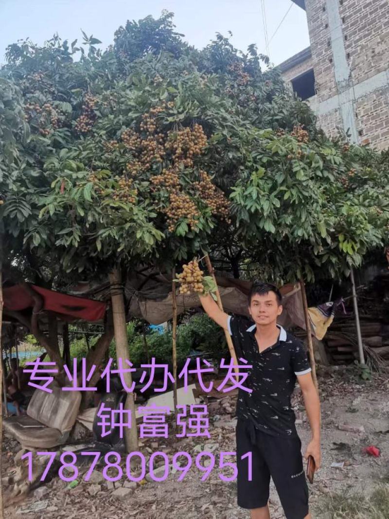 原产地石硖龙眼储良乌圆果园桂圆专业代办