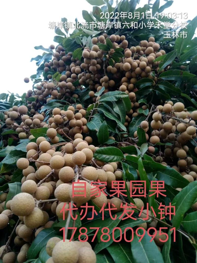 原产地石硖龙眼储良乌圆果园桂圆专业代办