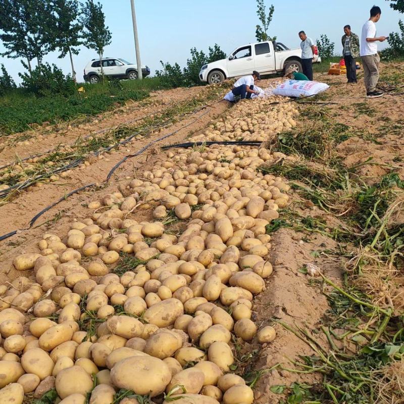 陕北纯沙地土豆，黄心黄肉土豆大量供应中，产地，电商专用！