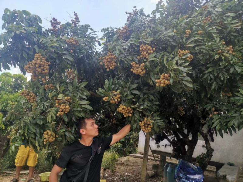 储良桂圆石硖龙眼代发代办直供电商商超