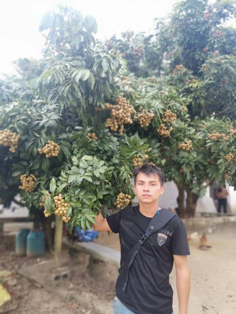 储良桂圆石硖龙眼代发代办直供电商商超