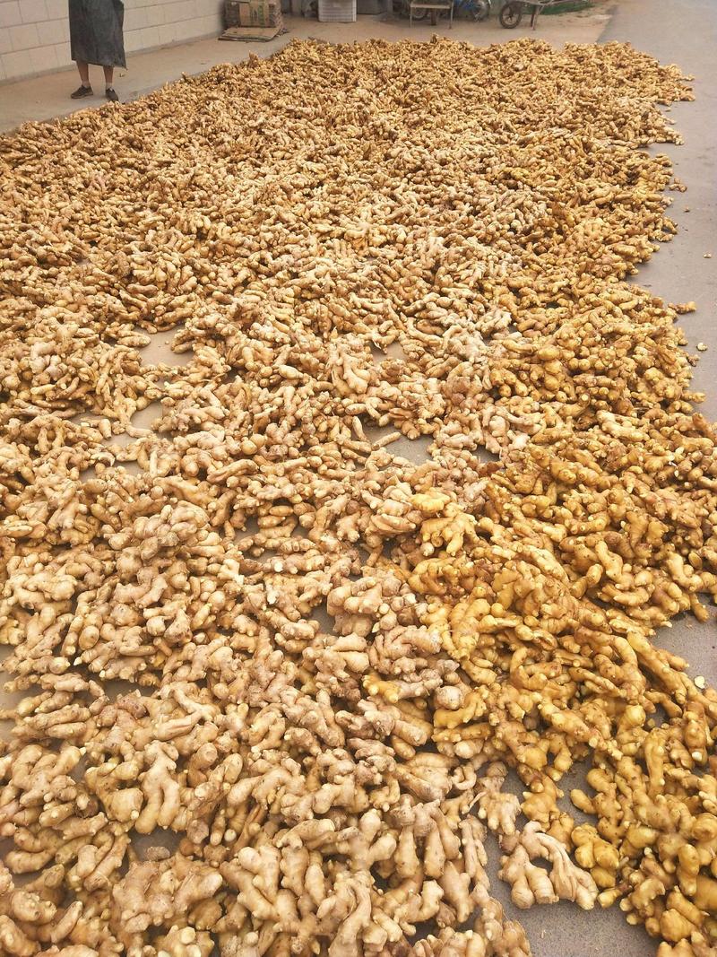 精品大黄姜批发质量保证产地直销货源充足全国发货