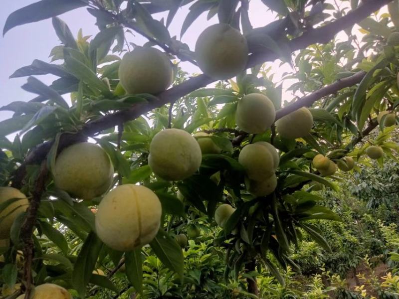 秋菊黄李子