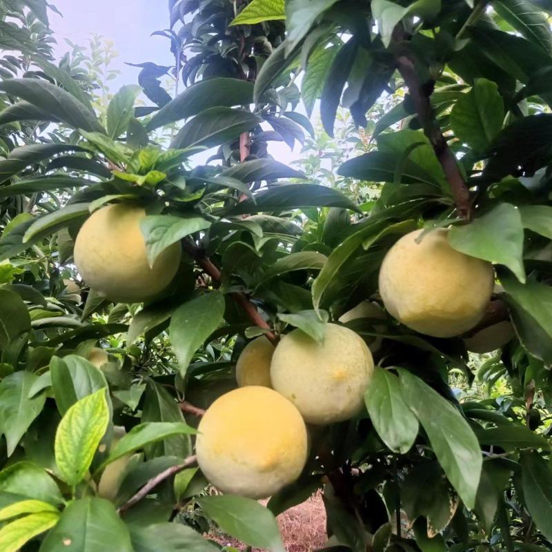 秋菊黄李子