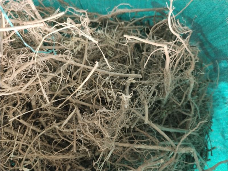 中药材含羞草，含羞草根，药农采挖纯正无添加