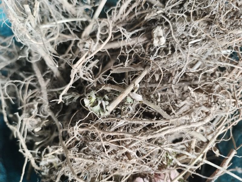 中药材含羞草，含羞草根，药农采挖纯正无添加