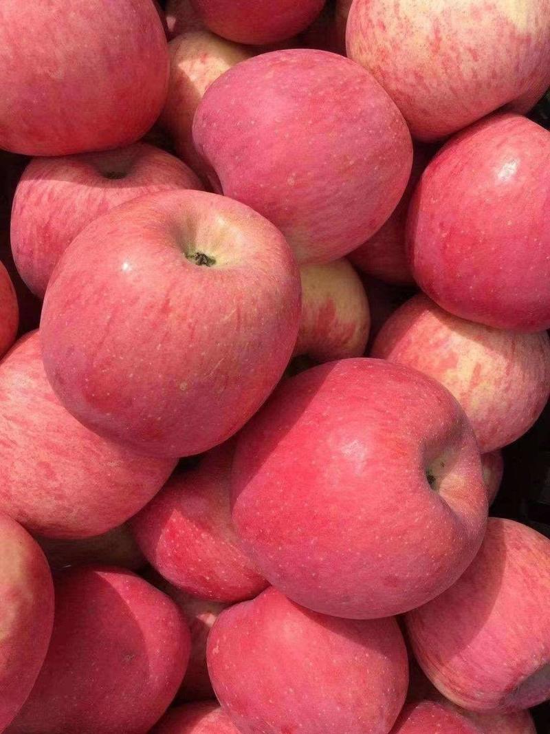 山东苹果精品红富士苹果大量上市货源充足产地直发