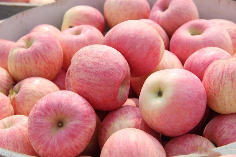 山东苹果精品红富士苹果大量上市货源充足产地直发