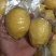 广东香水工厂用，可榨汁，可切片，可提炼精油