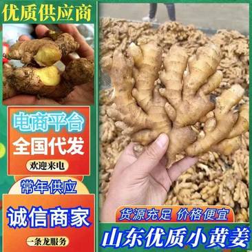 【推荐】山东生姜精品小黄姜大量上市全国发货规格齐