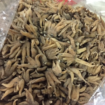 西藏野生佛手参手掌参新货500克一包，500克包邮