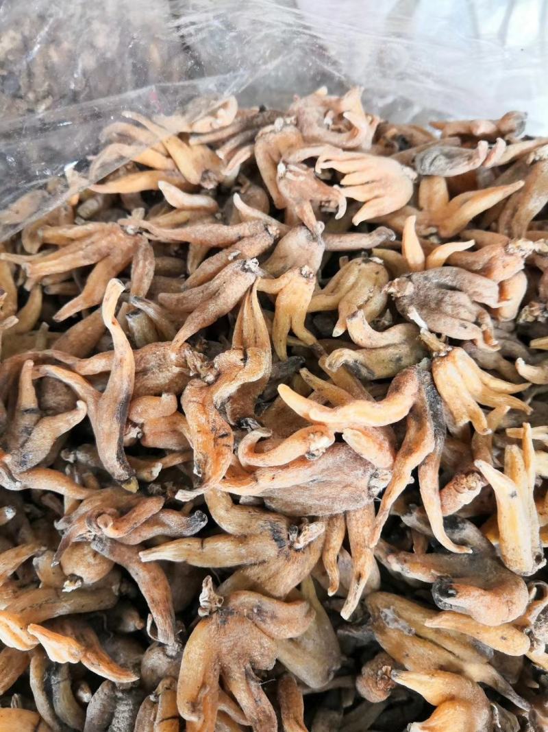 西藏野生佛手参手掌参新货500克一包，500克包邮