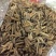 西藏野生佛手参手掌参新货500克一包，500克包邮