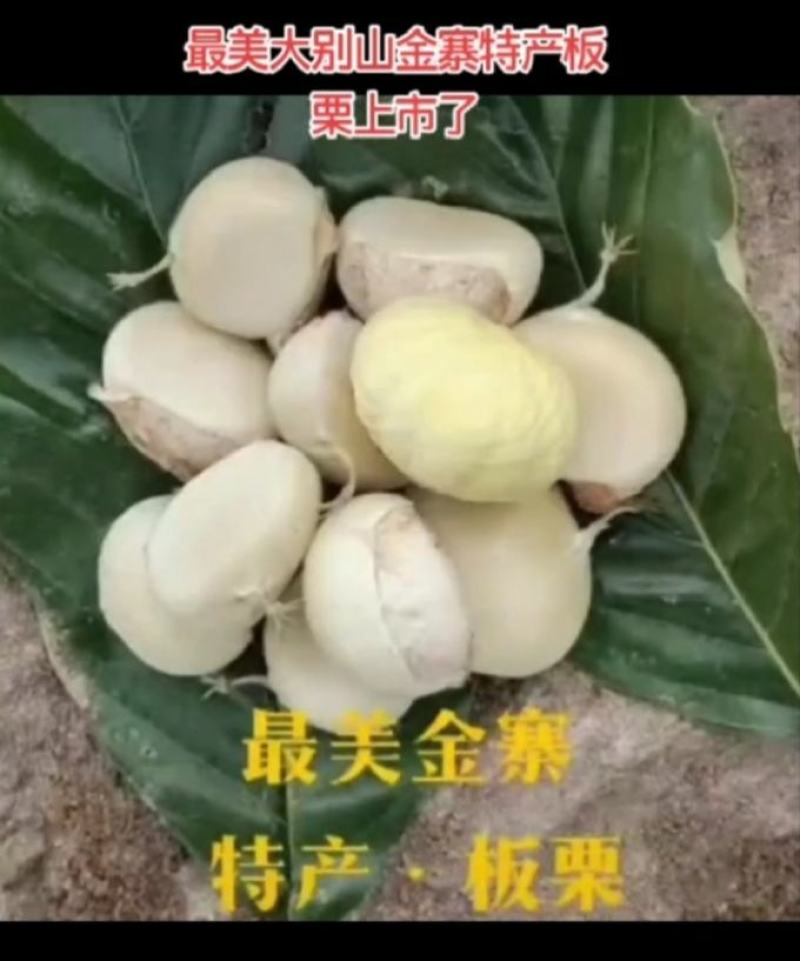 老树栗子