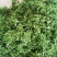 大量供应优质鲜青花椒，九叶青花椒，藤椒5月份开始上市
