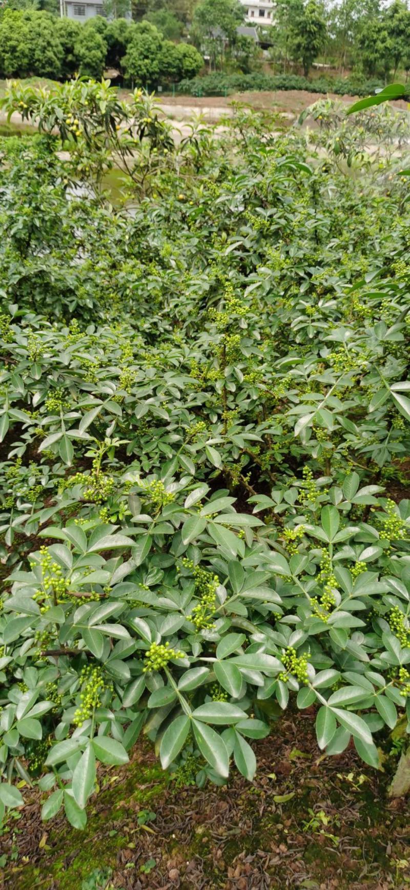 大量供应优质鲜青花椒，九叶青花椒，藤椒5月份开始上市