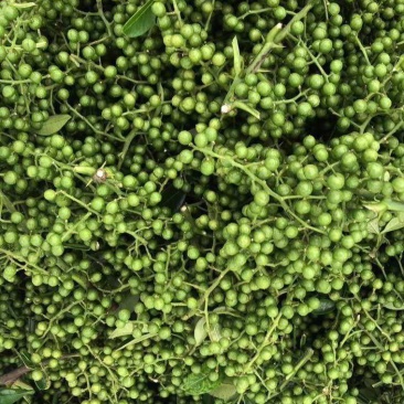 大量供应优质鲜青花椒，九叶青花椒，藤椒5月份开始上市