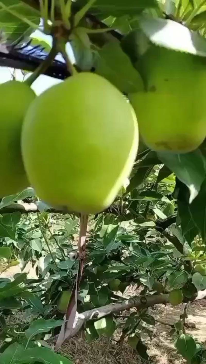 梨