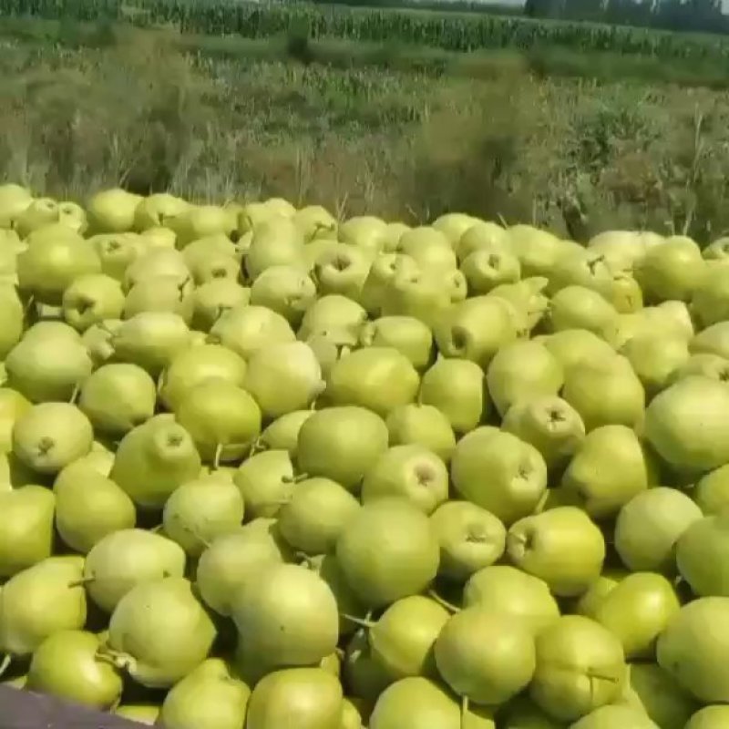 梨