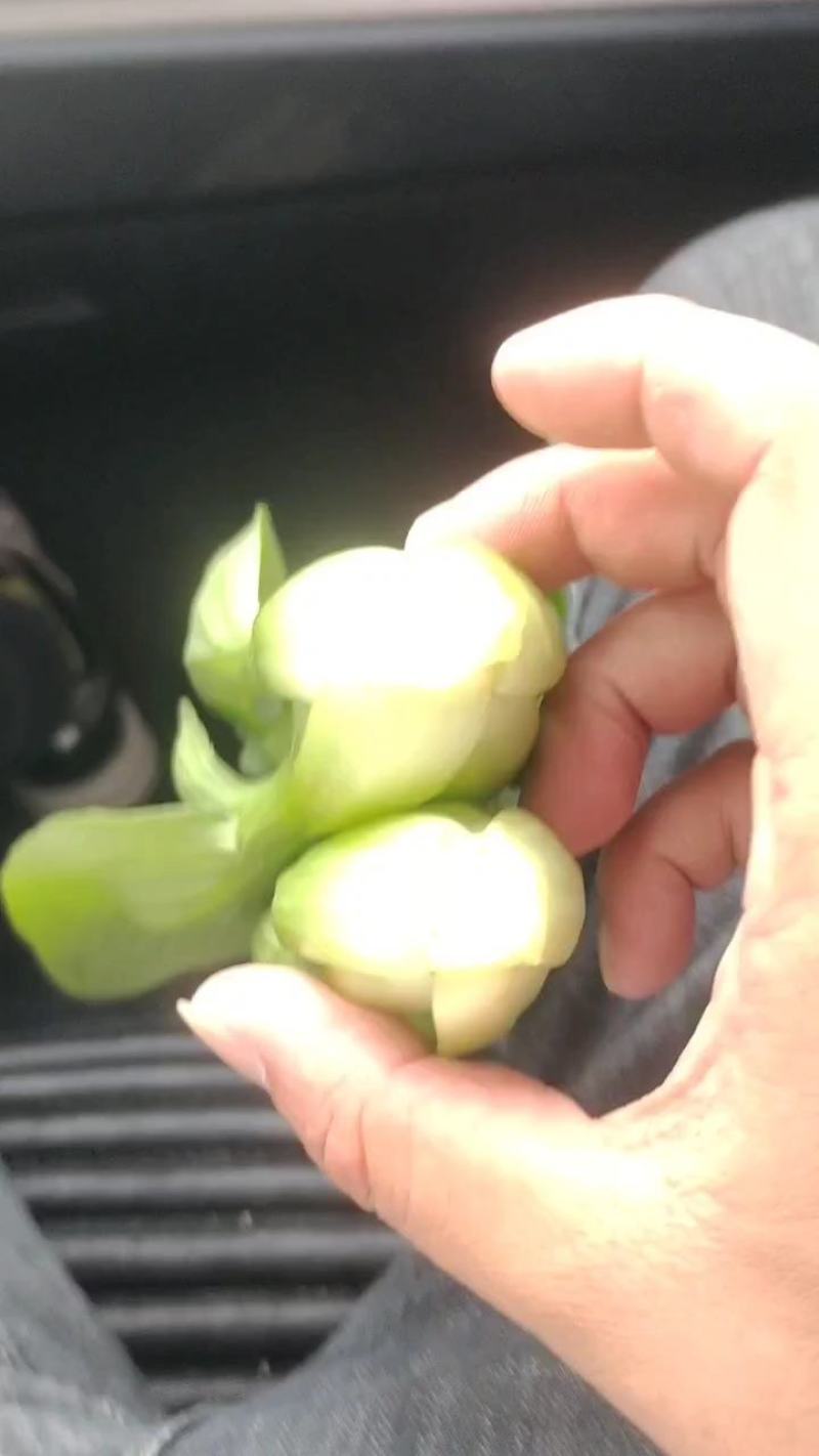 精品青菜上海青，基地直供，全国代发，万亩大棚，欢迎咨询
