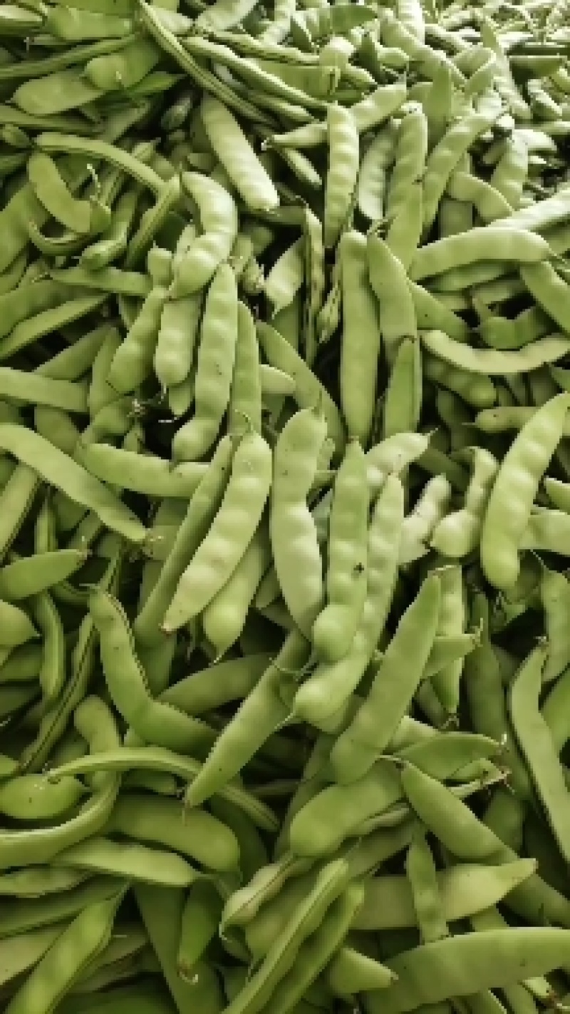 东北油豆角油豆角大油豆角保质量好，大量有货，要的老板联系
