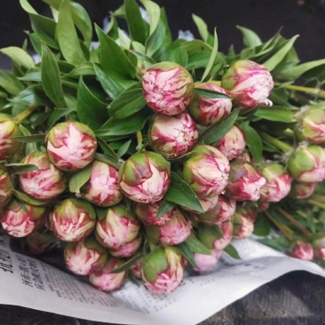 五月花神菏泽正宗芍药牡丹鲜切花重瓣大花苞花束家庭插花