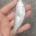 小嘴桃花马口鱼冻板
