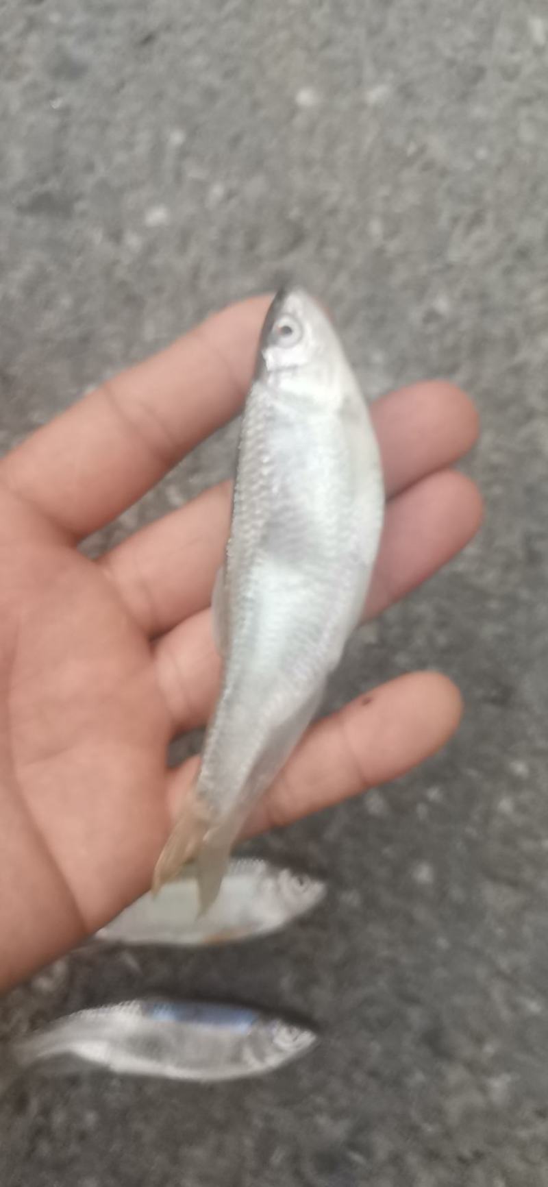 小嘴桃花马口鱼冻板