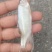 小嘴桃花马口鱼冻板