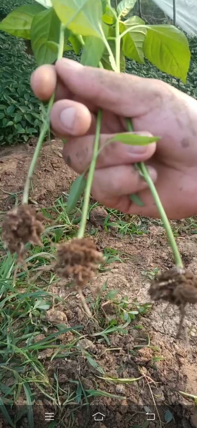 长线椒苗大量上市中，现摘现发成活率高欢迎订购