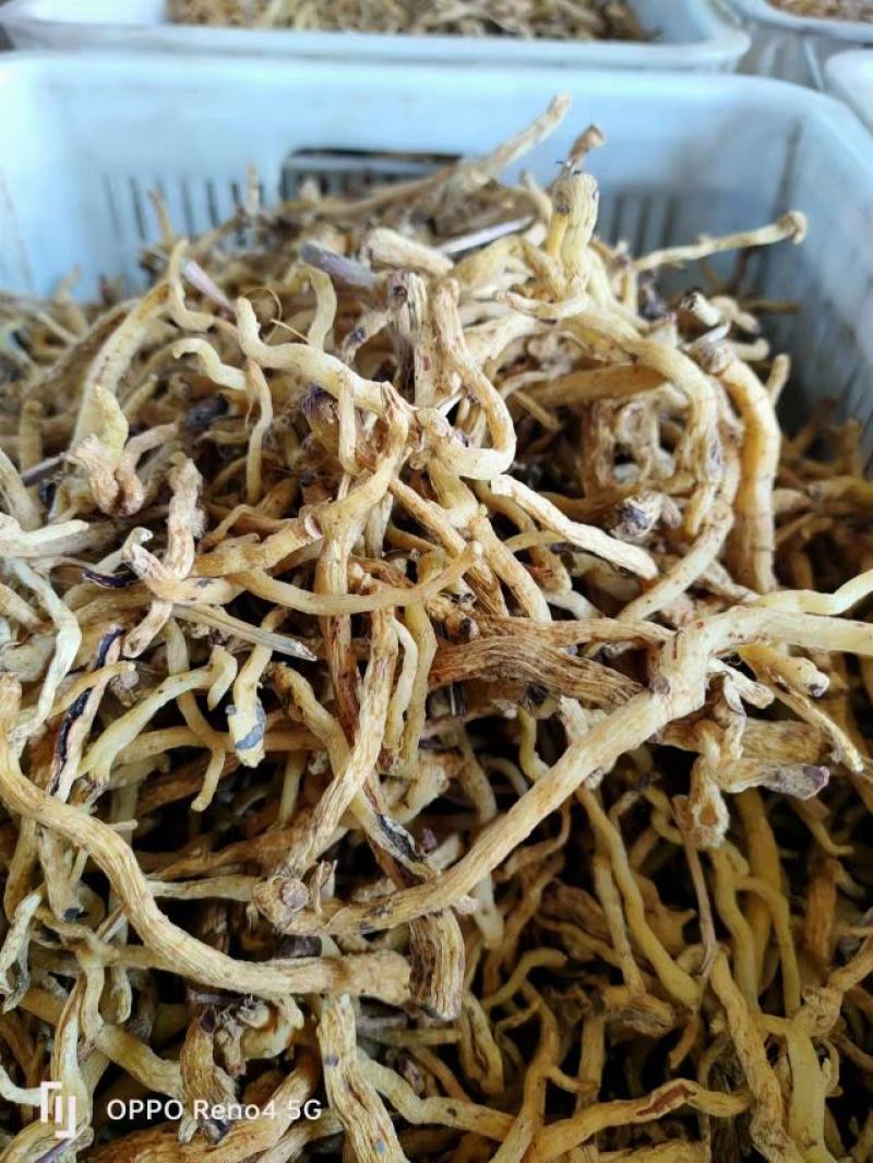玉竹