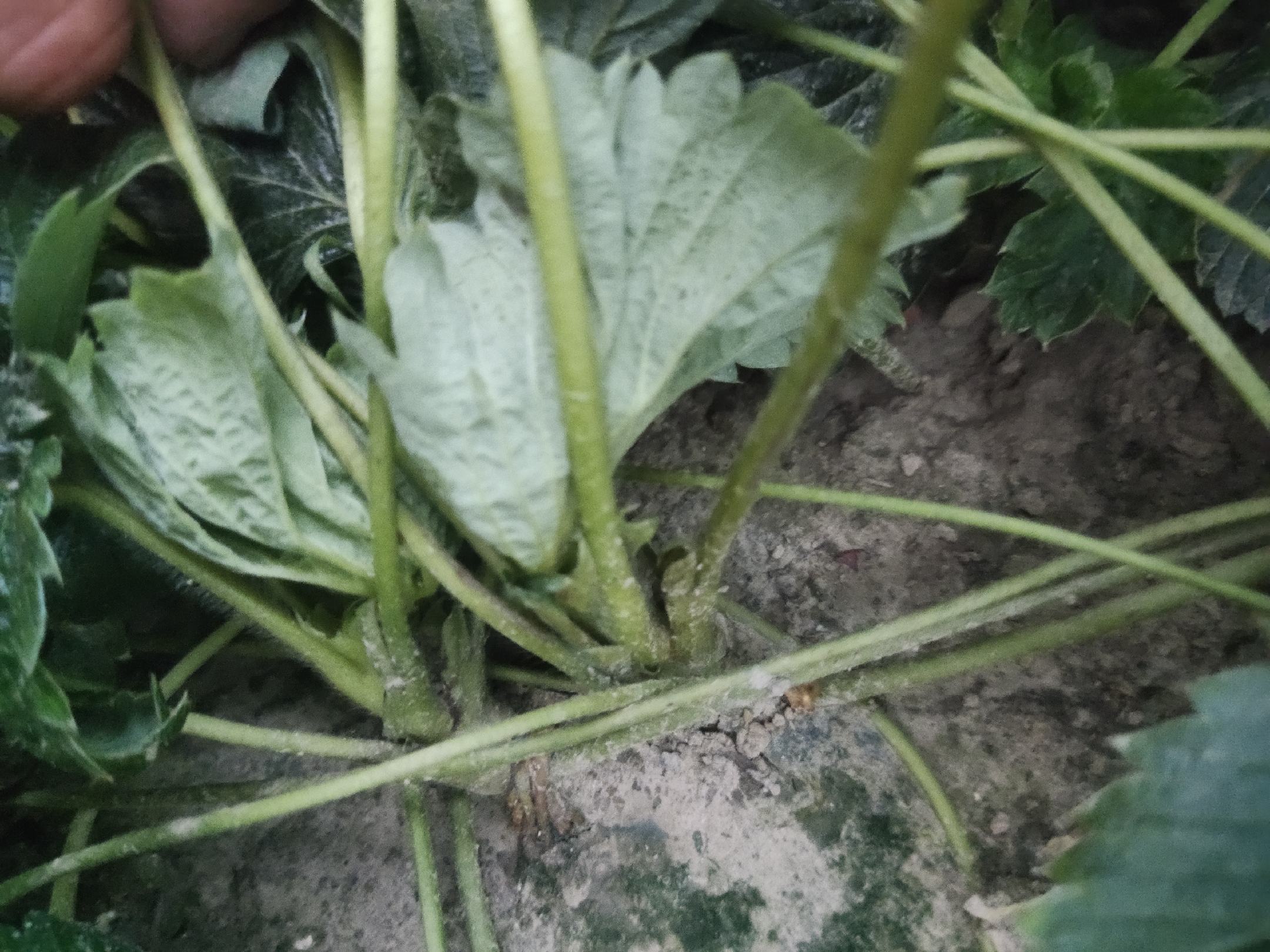 草莓匍匐茎示意图