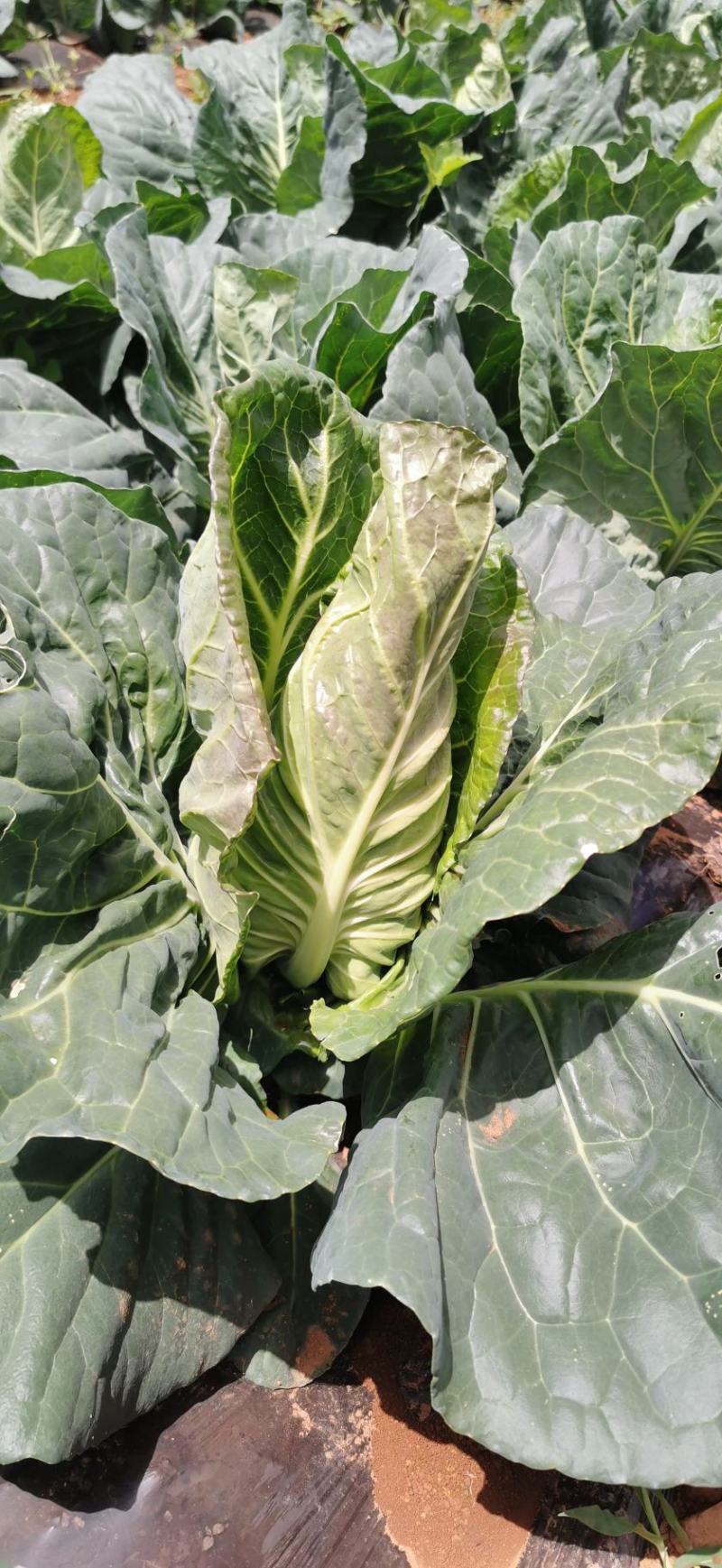 昭通高山冷凉蔬菜，品质杠杠滴，有需要的就说一声