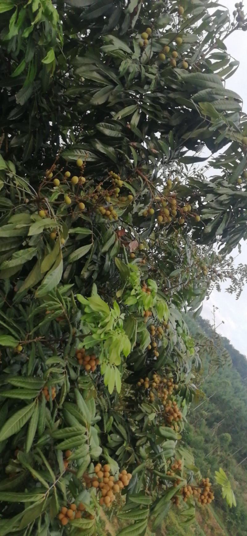 泸州晚熟龙眼