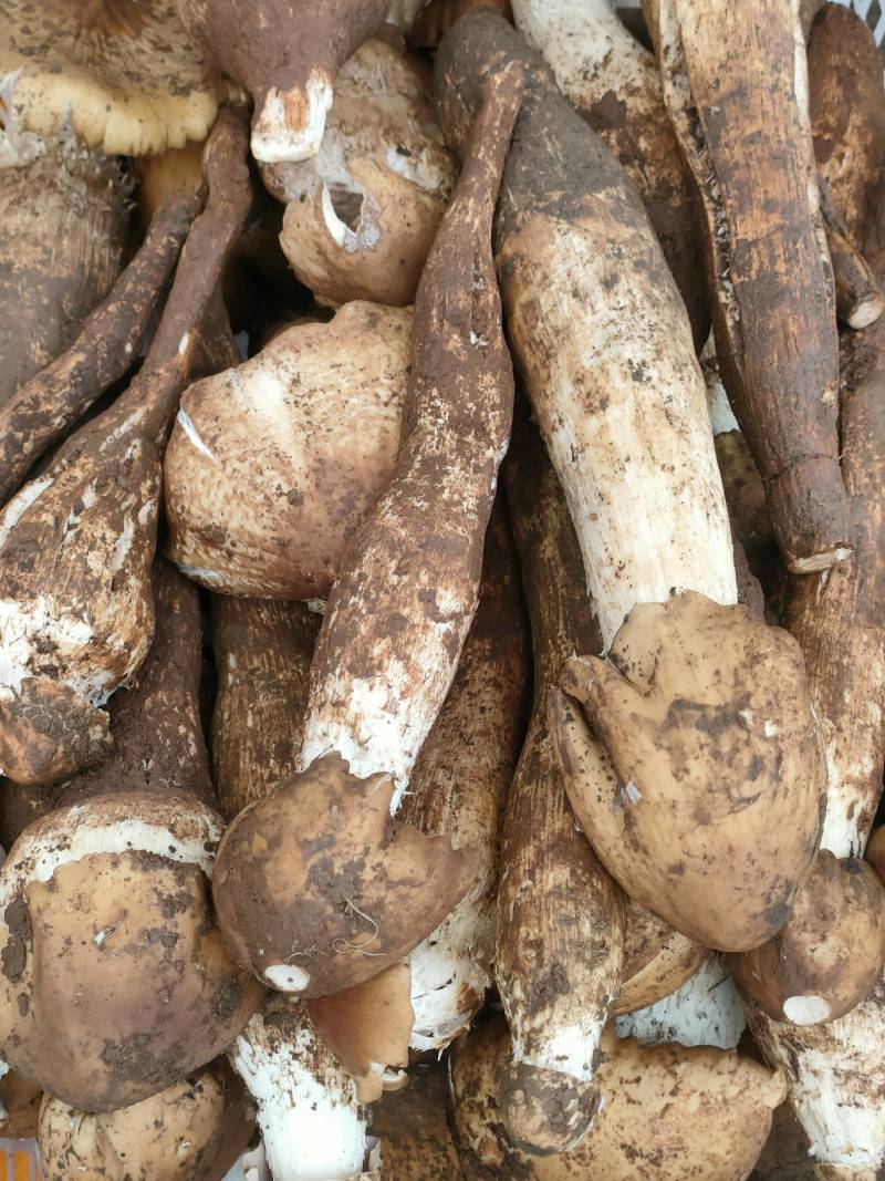 野生鸡枞菌大量上市支持一件代发