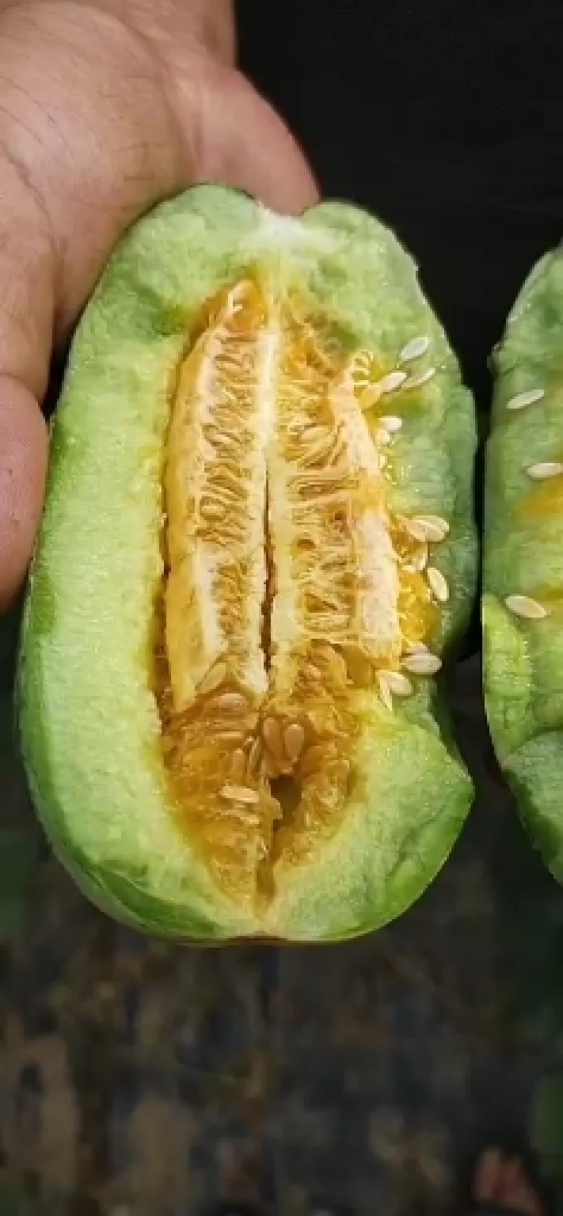 博洋甜瓜
