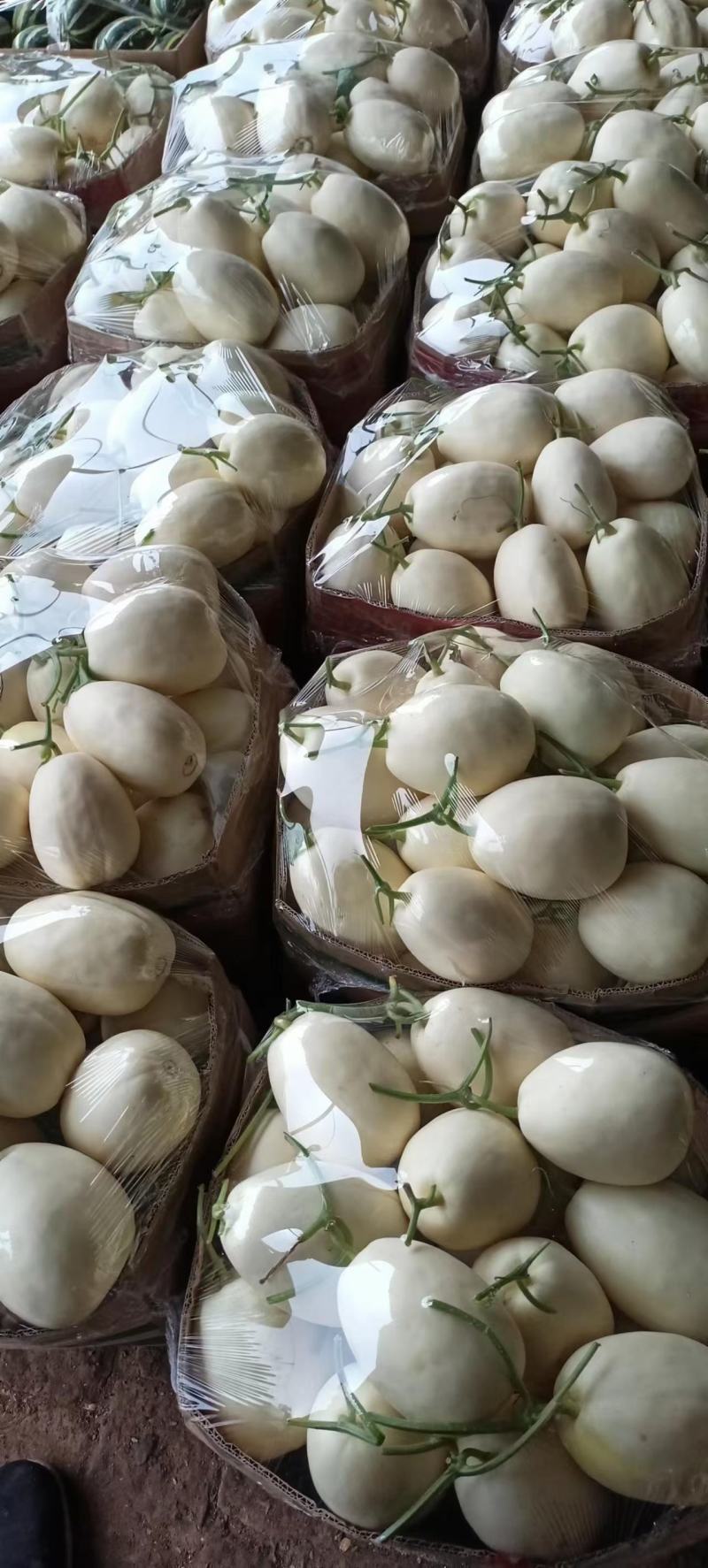 博洋甜瓜