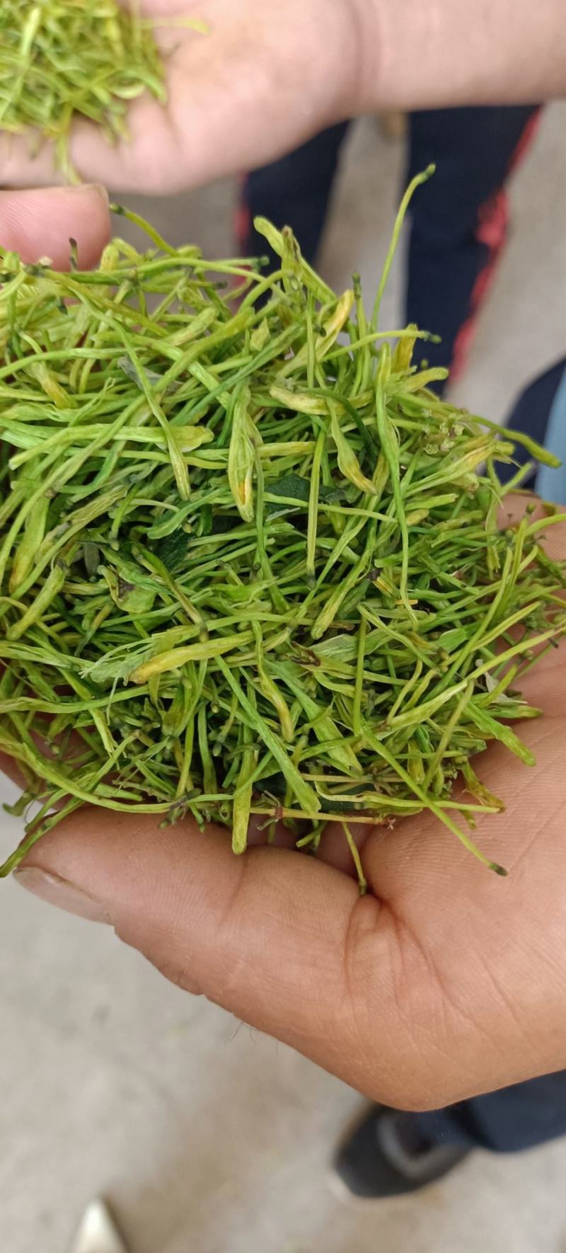 湖南金银花青茶五彩花现货供应库存充足大货批发