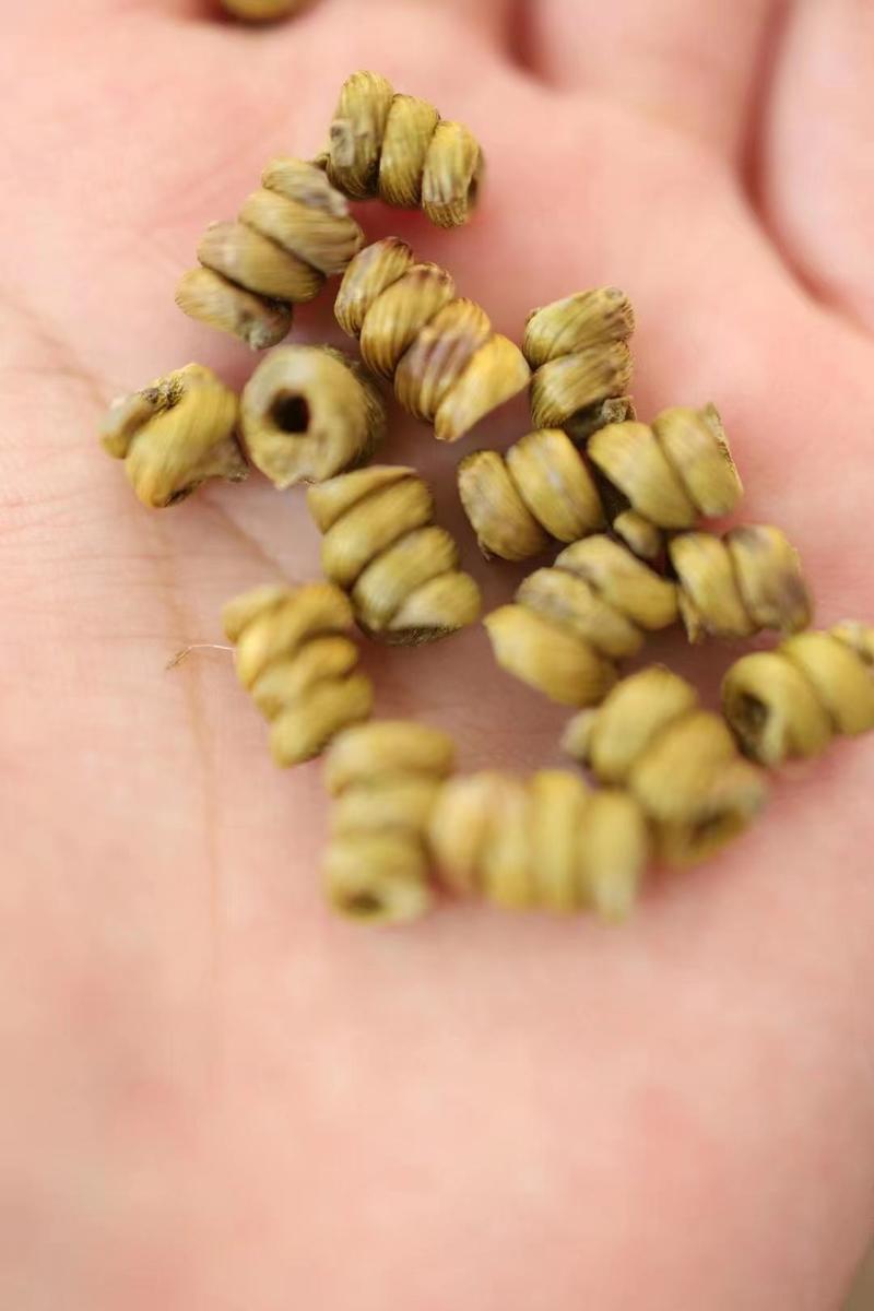 霍山铁皮石斛小颗粒精品货工艺精致现货实拍化滋补养生